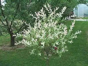 Blätter der Harlekin-Weide (Salix integra)