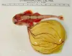 Embryo des ovoviviparen Engelhais mit Dottersack