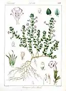 Micromeria biflora (ähnlich ist Micromeria juliana) (versch. Micromeria-Arten; „Emperor’s Mint“)