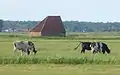 Schapenboet mit Kühen im Vordergrund 53°&nbsp;1′&nbsp;52,1″&nbsp;N, 4°&nbsp;45′&nbsp;52,6″&nbsp;O53.0311524.764622