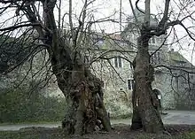 Gerichtslinde in Schaumburg