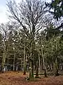 Schuhbaum an der Hohen Kanzel