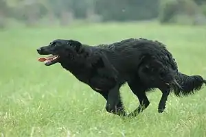 Schwarzer, Schlag der Altdeutschen Hütehunde