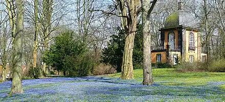 Scilla-Blüte auf dem Lindener Bergfriedhof