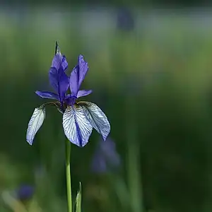 Sibirische Schwertlilie(Iris sibirica)