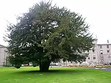 Silken Thomas Yew