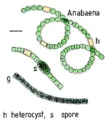 Illustration von  Anabaena sp. mit Heterocysten (h)
