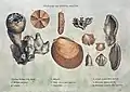 Abbildung von Fossilien aus dem 4.&nbsp;Teil von Strata identified... (1819)