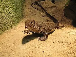 Dumérils Waran (Varanus dumerilii)