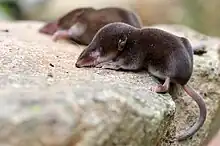 Waldspitzmaus