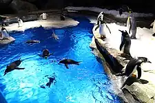 Pinguine in Polar Adventure, 2012
