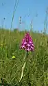 Pyramidenorchis (Anacamptis pyramidalis)