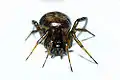 Gewöhnliche Fettspinne (Steatoda bipunctata)