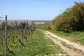 Vom Hainrichsberg führte die Steinbornshohl hinab nach Groß-Umstadt (2021)
