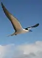Im Flug