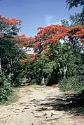 Rote Akazien bei Batugade