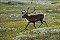 … Rentier im Dovrefjell-Sunndalsfjella