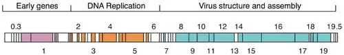 Schematische Ansicht des Genoms eines T7-Phagen. Die Abschnitte entsprechen Genen und sind mit der Gen-Nummer gekennzeichnet. Die Farben kodieren die dargestellten drei Funktionsgruppen, weiße Kästchen sind Gene mit unbekannter Funktion oder ohne Annotation. Modifiziert nach Häuser et al. 2012.