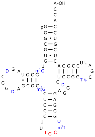 Eine tRNAAla aus S.&nbsp;cerevisiae