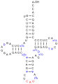 Eine tRNAMet, nicht die Initiator-tRNA (siehe unten), aus S.&nbsp;cerevisiae