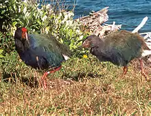 Südinseltakahe mit Küken (Porphyrio hochstetteri)