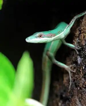 Grüne Langschwanzeidechse (Takydromus smaragdinus)