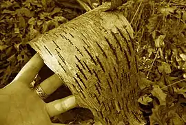 Tanner Andersons Hand die ein Stück Rinde hält.