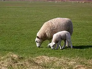 Texelschaf