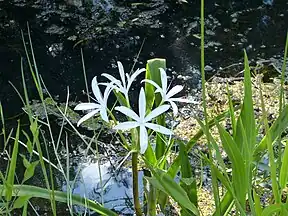 Flora in Shark Valley