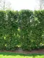 Immergrüne Hecke