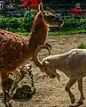 Guanako vs. Steinbock