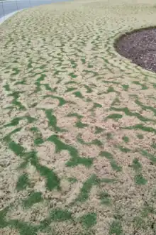 Ein Rasen zeigt "tiger striping" nach dem ersten Frost des Jahres durch Rayleigh-Bénard-Konvektion.