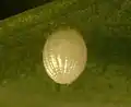 Ei