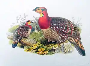 Blythtragopan illustriert von Joseph Wolf