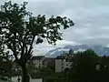 Trava di Lauco