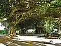 Straße in Coral Gables, Florida