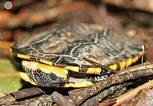 Rotkopf-Plattschildkröte