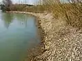 Älterer Uferabbruch, an der Böschungskante wurden Weiden gepflanzt