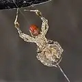 Uloborus plumipes, von unten beim Fressen