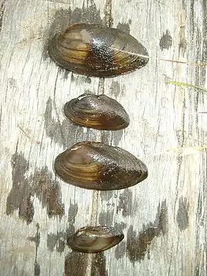 Große Flussmuschel Unio tumidus