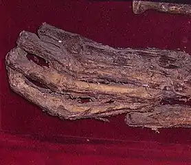 Unverwesliche Hand von Eisenberg