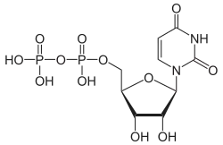Uridindiphosphat(UDP)