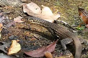 Varanus mitchelli