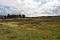 Heide bei Vejers mit Kiefernwald