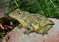 Vieraella herbsti