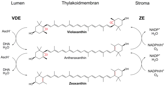 Xanthophyllzyklus: Mechanismus zur Photoprotektion
