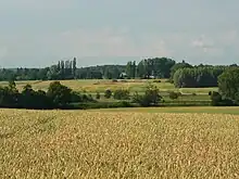 Blick von Süden über die Grabenniederung westlich von Weddel