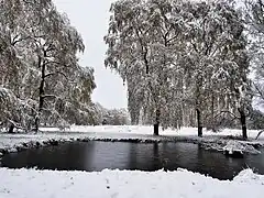 Wentorfer Lohe im Winter