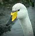 Singschwan(Cygnus cygnus)