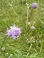 Teufelsabbiss